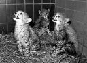 Geparder i Zoo