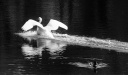 Swan