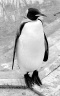 King penguin