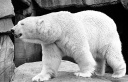 Polar bear