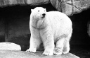 Polar bear